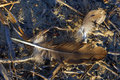 Goose feather