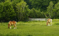 Horses at dawn