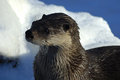 Otter