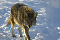 Coyote.jpg