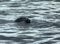 Grey seal