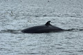 Minke whale
