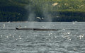 Fin whales
