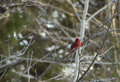 Cardinal.jpg