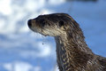Otter