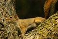 On the lookout.jpg
