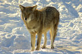 Coyote