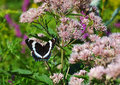 Admiral butterfly on milkweed
