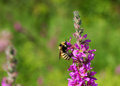 Bee on flower