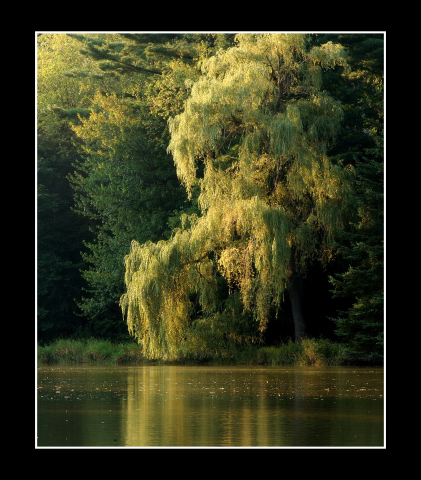 Willow