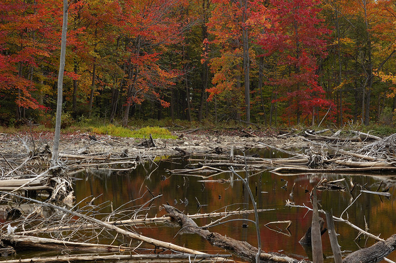 Rigaud Mountain fall colours