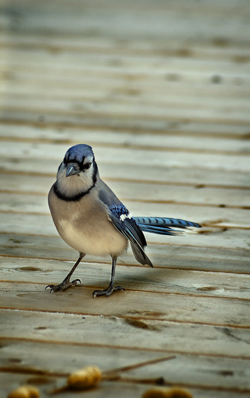 Blue Jay