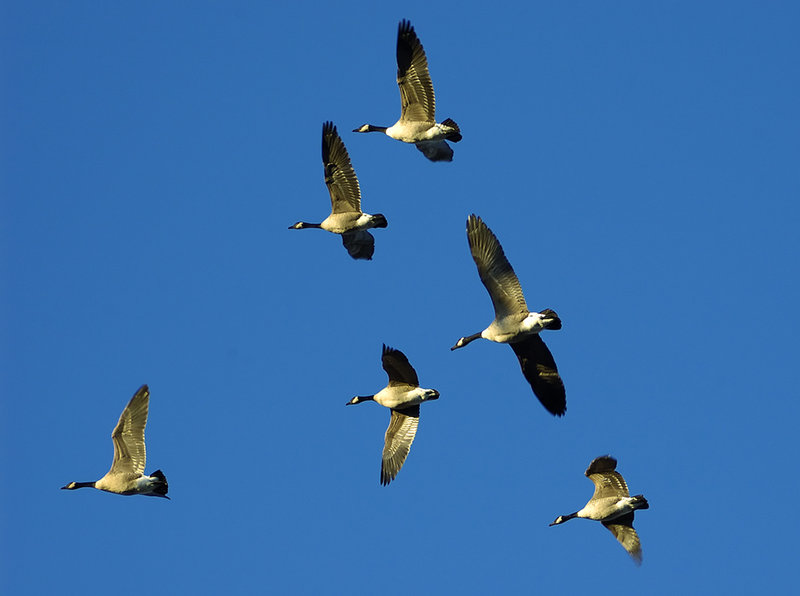 Canada geese