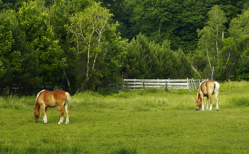Horses at dawn