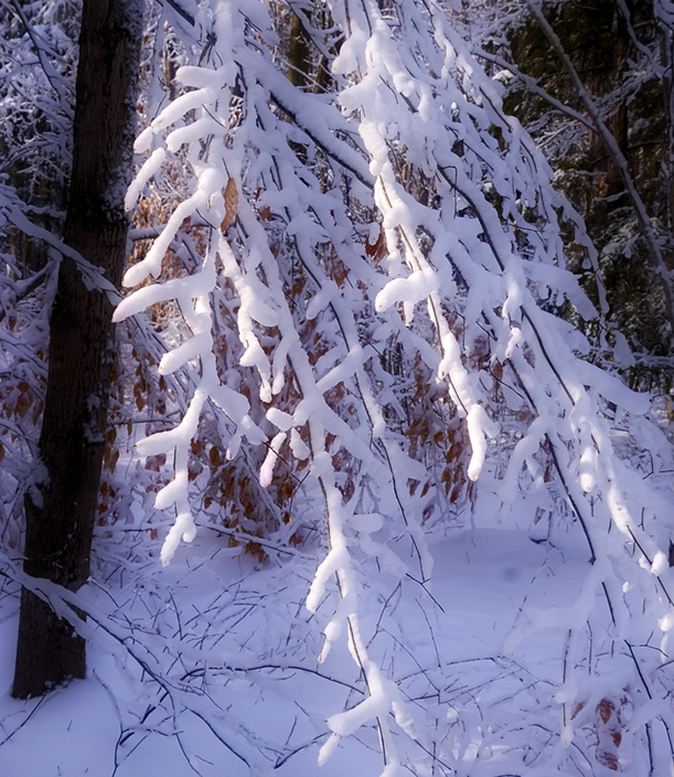 _DSC0990.jpg
