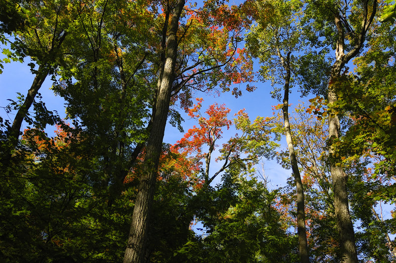 Rigaud Mountain, fall colours_web.jpg