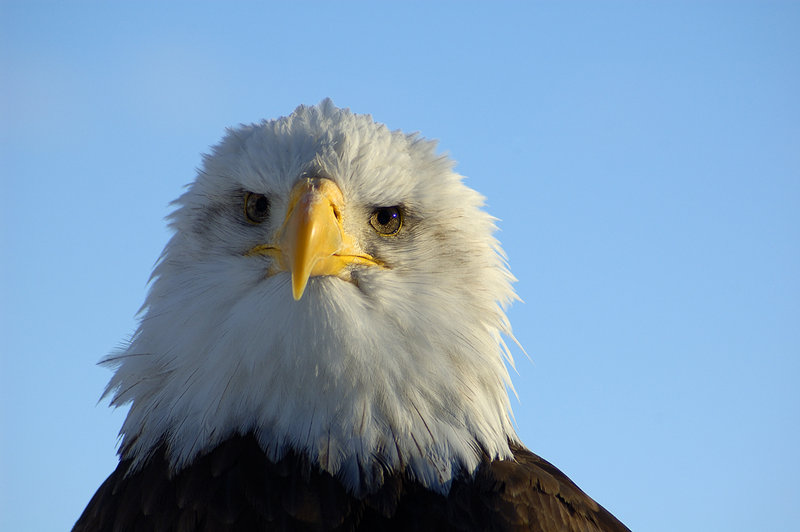 Bald Eagle