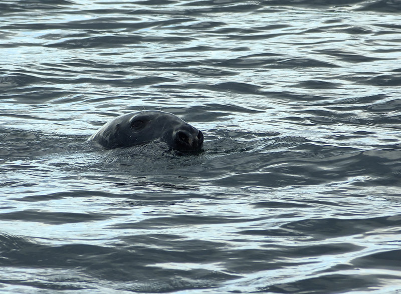 Grey seal