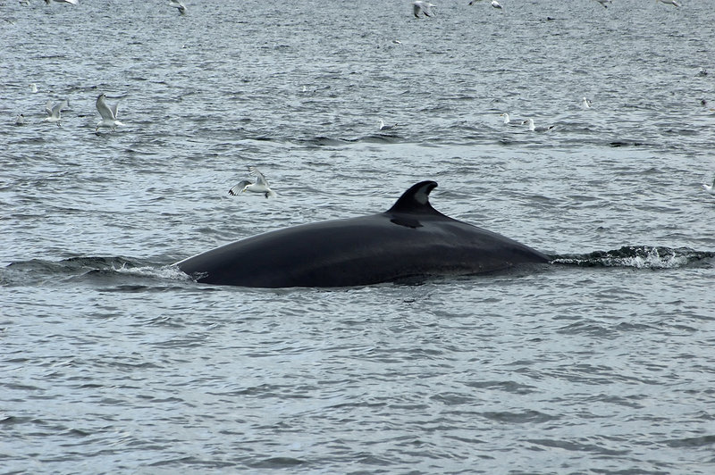 Minke whale