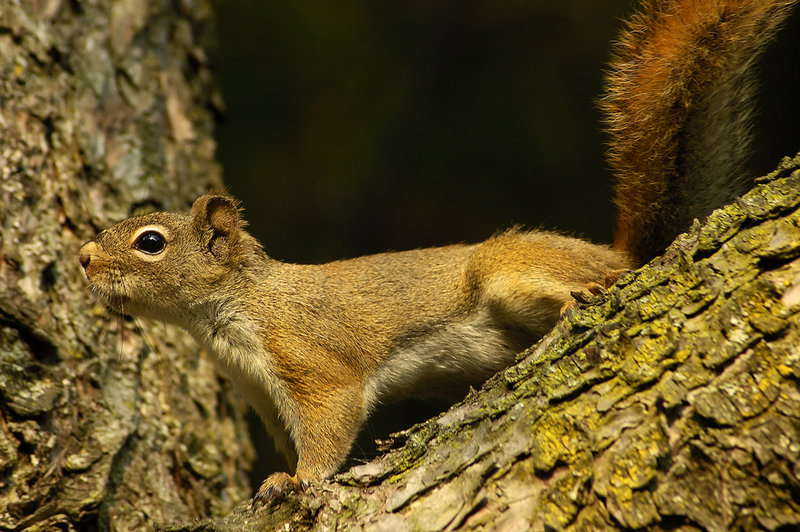 On the lookout.jpg