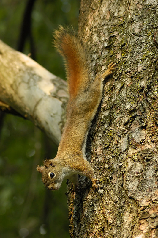 Red Squirrel.jpg