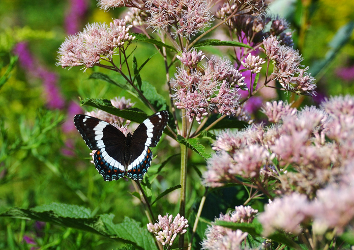 Admiral butterfly on milkweed