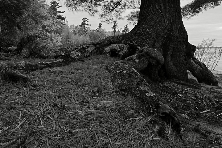 tree root