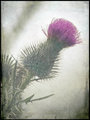 Bull-Thistle--double-overlay.jpg