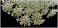 Queen-Anne\'s-Lace-white-border.jpg