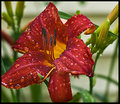 Red-Lilly.jpg