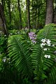 DSC_0952-Topazed.jpg