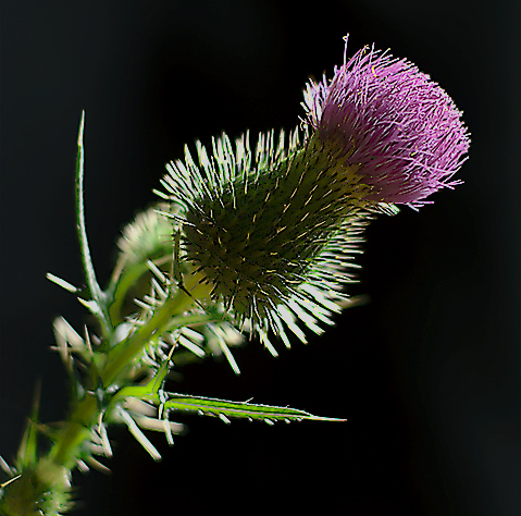Prickly Purple