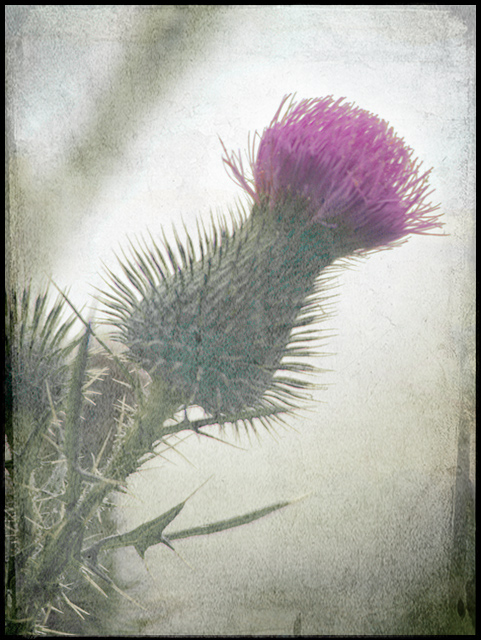Bull-Thistle--double-overlay.jpg