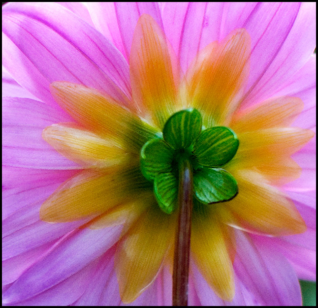 Pink-dahlia-back.jpg