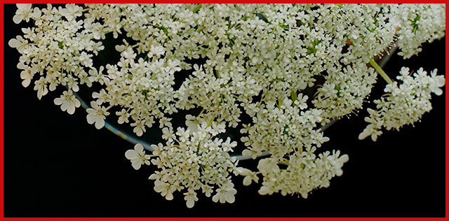 Queen-Anne's-Lace.jpg