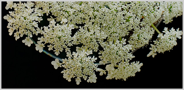 Queen-Anne\'s-Lace-white-border.jpg