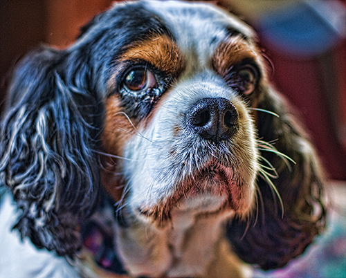 My Dear Friend