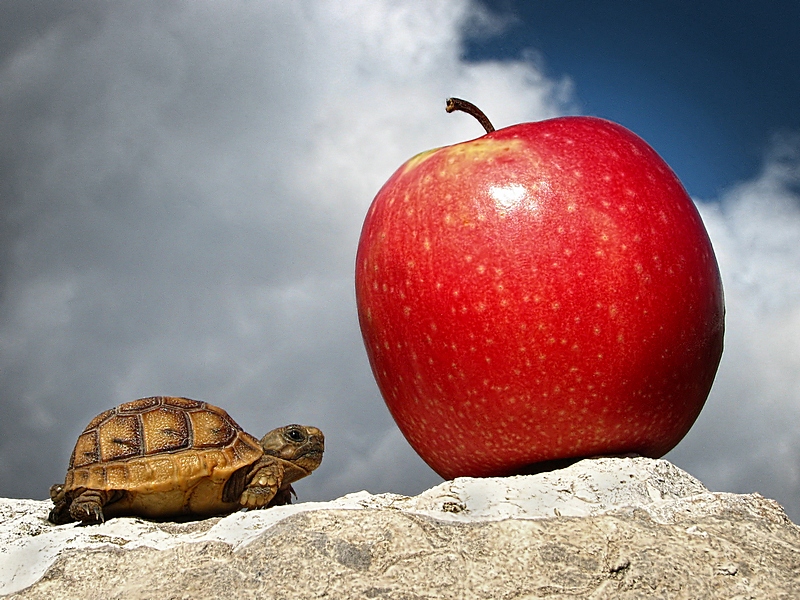 Well, Mom, I know that "an apple a day keeps the doctor away" ,but for God's sake!..