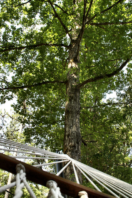view from my hammock