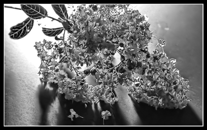 Flower a Day - Day Eight