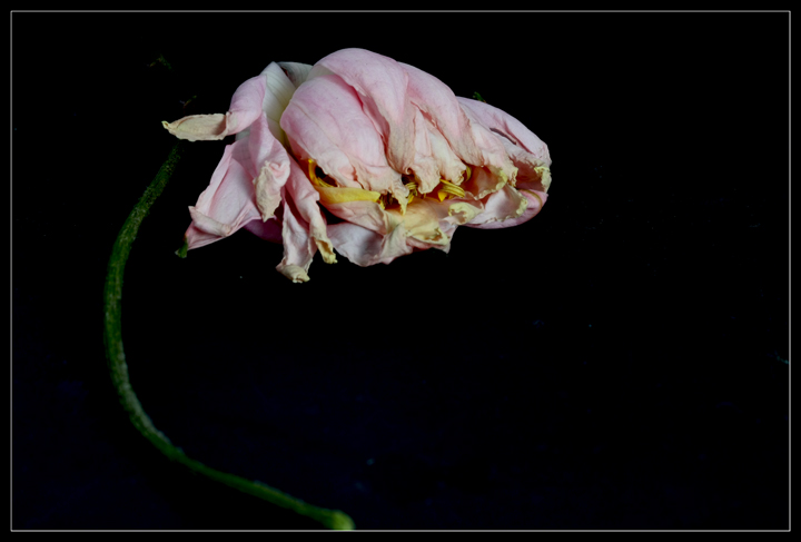 Flower a Day - Day Twenty-Two