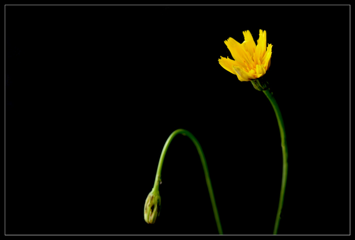 Flower a Day - Day Twenty-Five