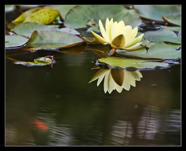 Flower a Day