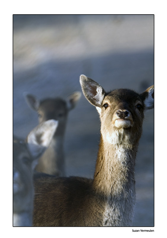 Deer