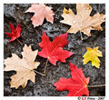 Utah fall colors-4