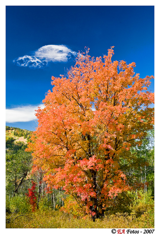 Utah fall colors-1