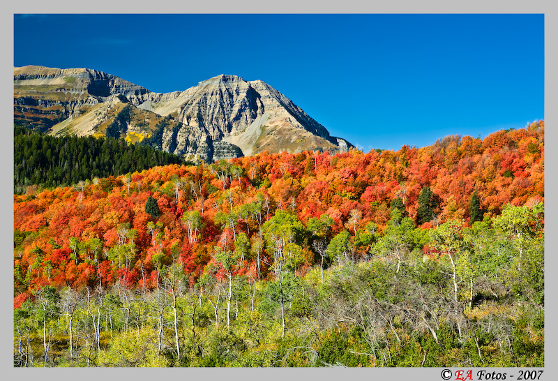 Utah fall colors-2