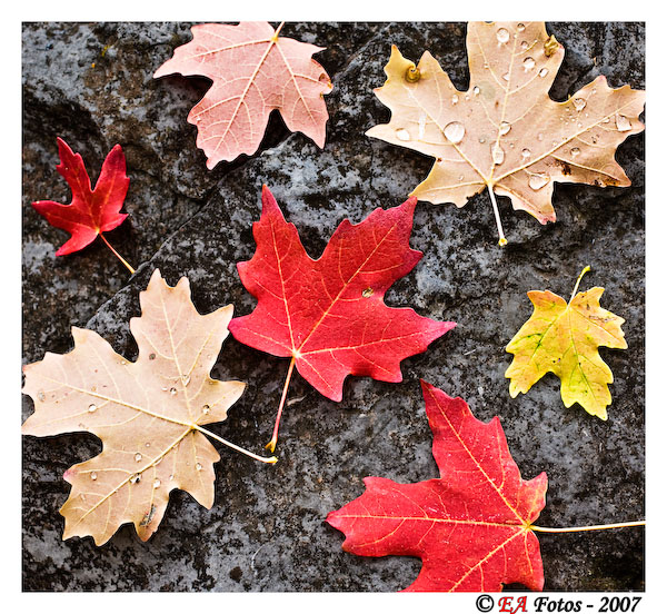 Utah fall colors-4