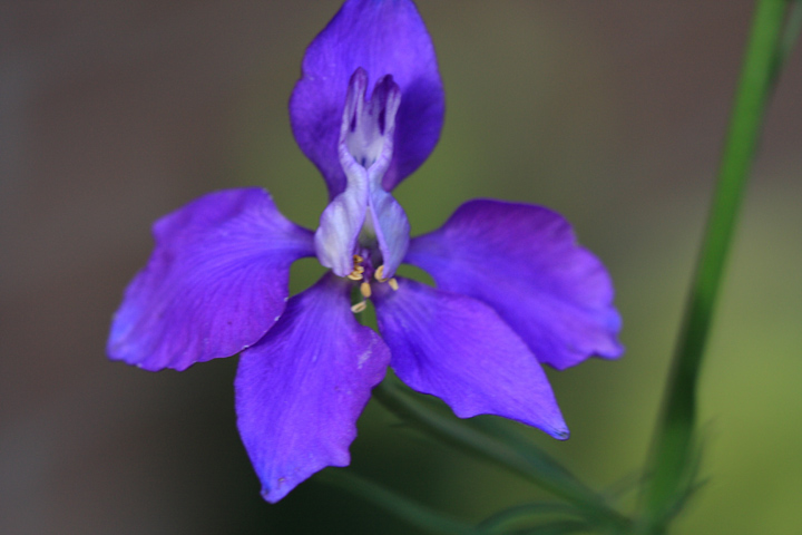 purple08.JPG