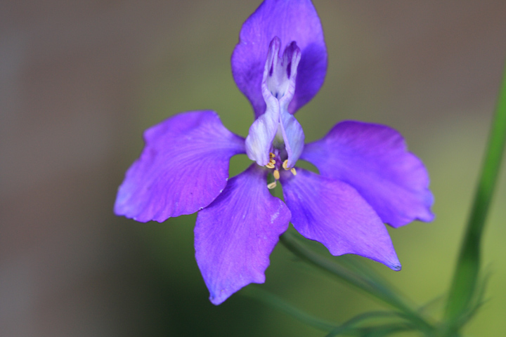 purple07.JPG